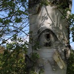 eye in a birch tree
