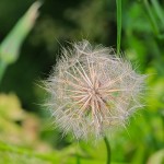 dandelion gone to seed