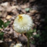 coltsfoot flower gone to seed