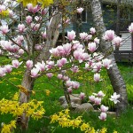 magnolias and forsythias
